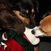 Benny Short Photo 8