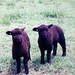 Janet Lamb Photo 7