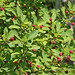 Holly Wild Photo 10