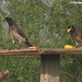 Jay Brown Photo 18