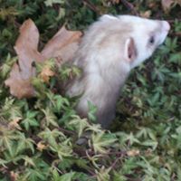 Richard Pollitt Photo 8