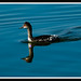 Randall Smart Photo 11
