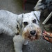 Gary Applegate Photo 17