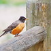 Robin Barr Photo 25