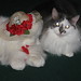 Susan Moorehead Photo 12