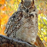 Paul Carlson Photo 16