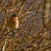 William Chaffinch Photo 6