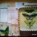 Rachel Derian Photo 6