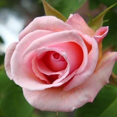 Carol Moran Photo 23