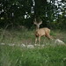 Laura Mcneely Photo 33