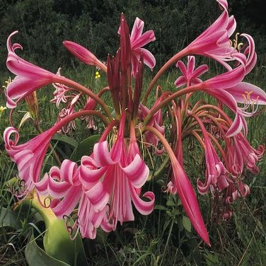 Susan Clement Photo 8