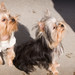 Connie Belles Photo 6