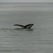 Stephen Juneau Photo 17