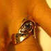 Jesse Ring Photo 16