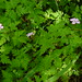 Robert Plante Photo 16