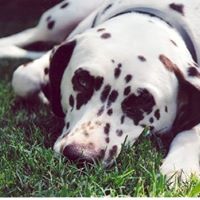 Ruby Young Photo 8