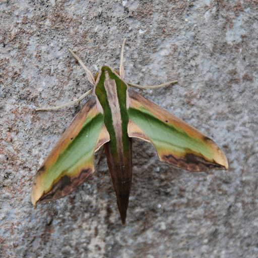 Victor Wong Photo 44