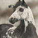 Judy Larson Photo 16