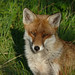 Tyler Fox Photo 14