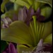 Linda Mcintyre Photo 10