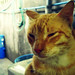 Bobby Short Photo 29