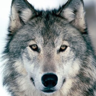 Lawrence Wolf Photo 17