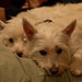 Cindy Wiley Photo 18