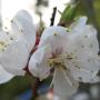 Deborah Wight Photo 19