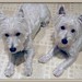 Debbie Little Photo 10
