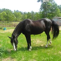 Judy Calhoun Photo 9