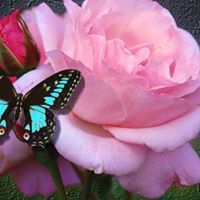 Anne Rowley Photo 24