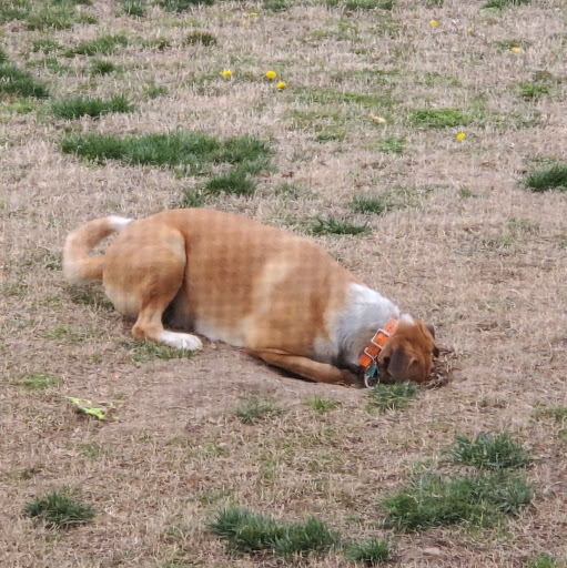 Henry Little Photo 7