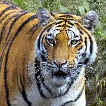 Sukhchain Singh Photo 20