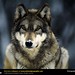 Ken Wolf Photo 11