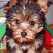 Candace Furry Photo 1