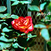 Carmen Garland Photo 15