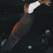 Richard Bonin Photo 19