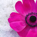 Catherine Swaim Photo 4