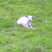 Shawn Lamb Photo 7