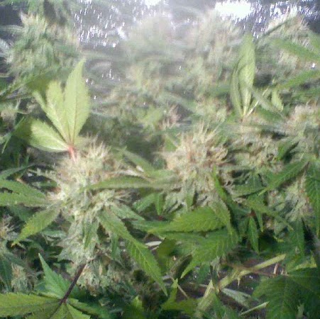 John Hutchins Photo 24