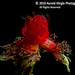 Harold Berry Photo 20
