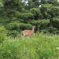 Annette Humphries Photo 8