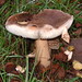 Angela Horner Photo 17