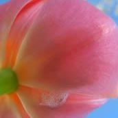 Sue Weeks Photo 8