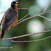 Robin Barr Photo 21