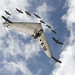 Christian Bird Photo 15