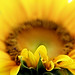 Huong Duong Photo 13