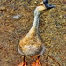 Ronald Swan Photo 21