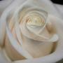 Dawn Parker Photo 14