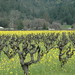 Debra Bloom Photo 15